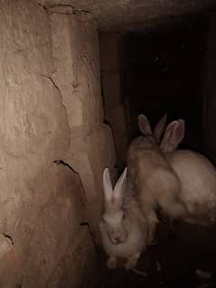 pure white red eye rabbits