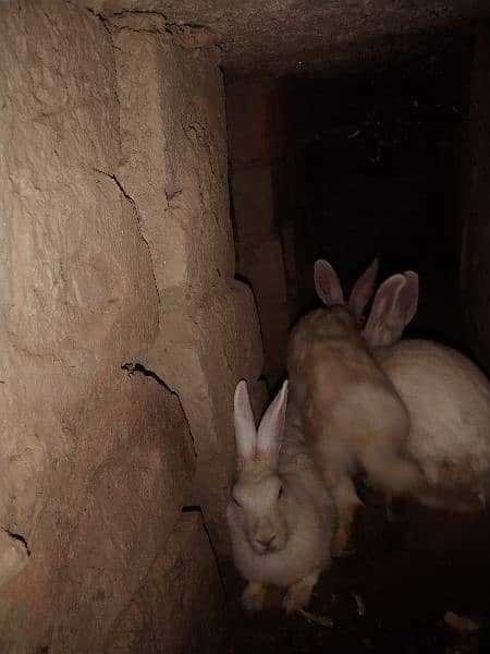 pure white red eye rabbits 0