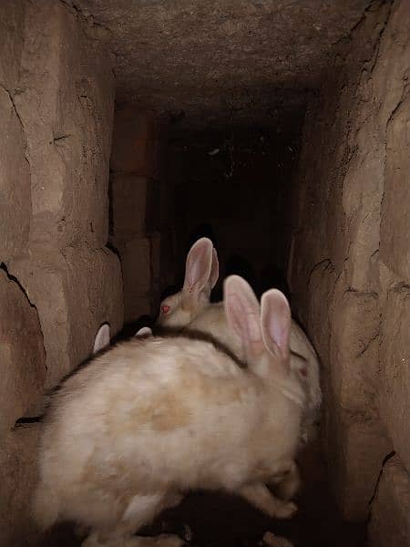 pure white red eye rabbits 1