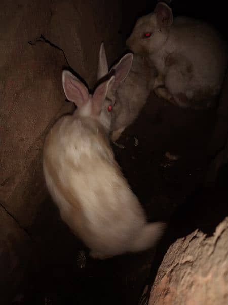 pure white red eye rabbits 2