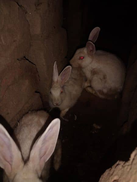 pure white red eye rabbits 3