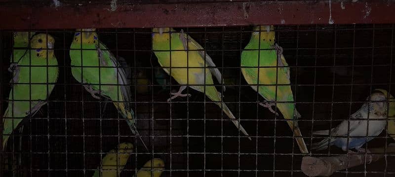 Budgies, healthy and breeder 11