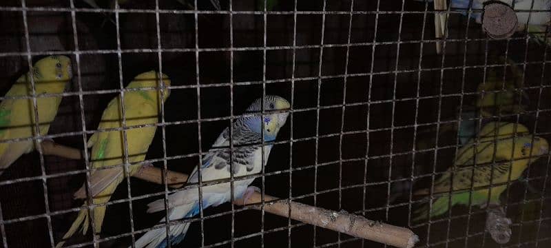 Budgies, healthy and breeder 12