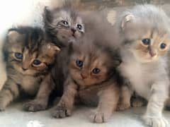 persion kitten 9500 availble 15days waiting . . . .