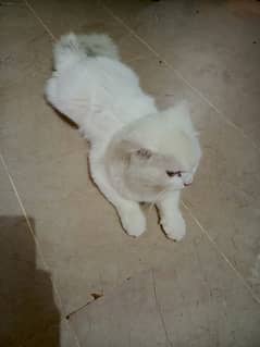 male percian cat for sale