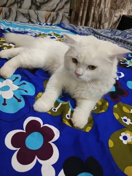 male percian cat for sale 1