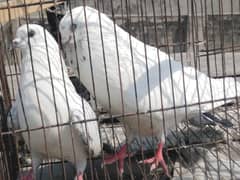 Pigeons pair for sale 03014151959 whatsapp