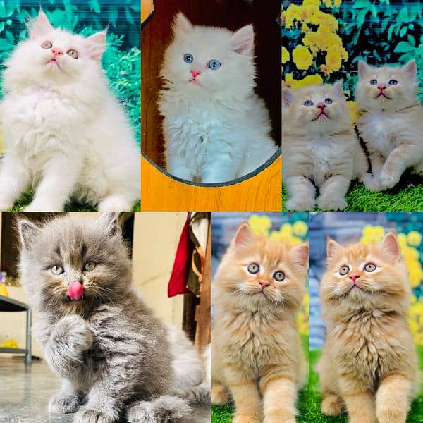 Persian kittens and adult cats 0