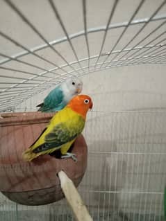 love bird's