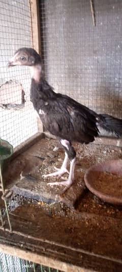 Sindhi Lakha Aseel ka chick for sale