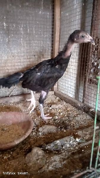 Sindhi Lakha Aseel ka chick for sale 1