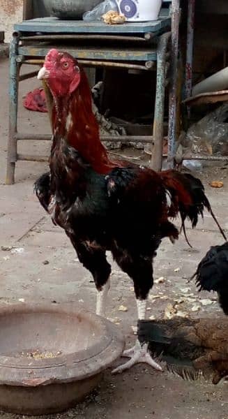 Sindhi Lakha Aseel ka chick for sale 3