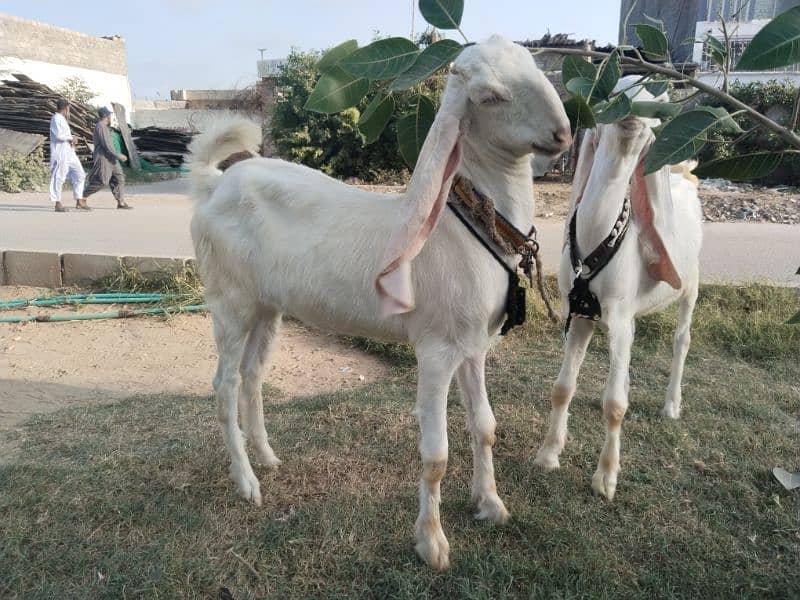 gulabi bache female 2