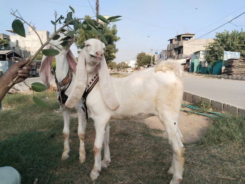 gulabi bache female 3