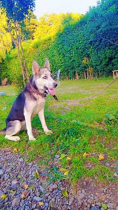 Siberian husky for sale . only serious person contact