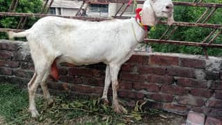 Makhi cheena Breed goat with 2 kids