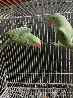 raw parrots breader pair 0