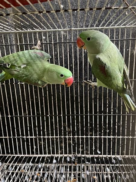 raw parrots breader pair 1