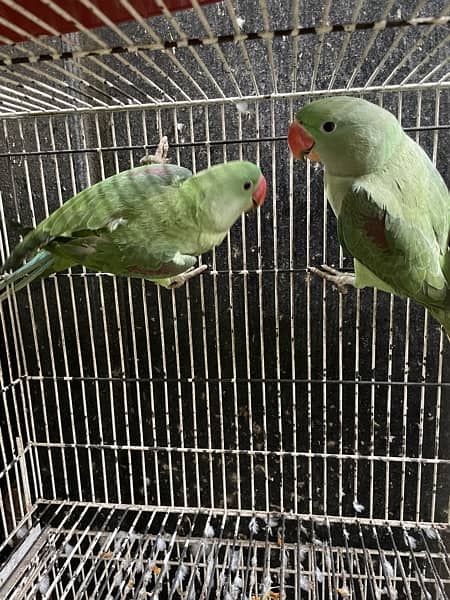 raw parrots breader pair 2