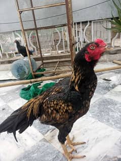 beautiful aseel pair home breed in reasonable price