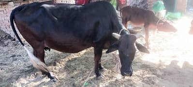 cow for sale 0