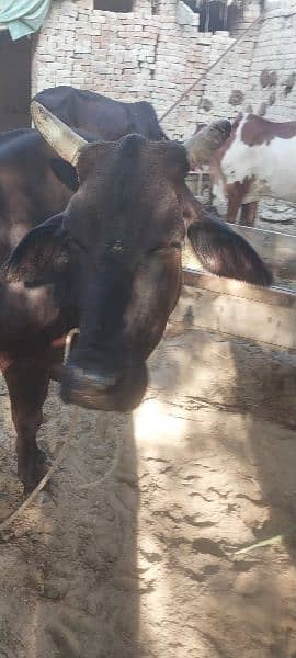 cow for sale 1