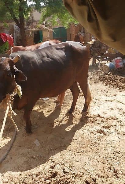 cow for sale 2