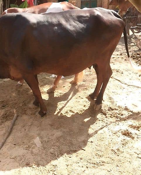 cow for sale 3