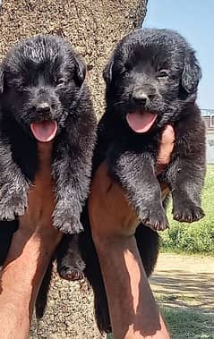 black German Shepherd Jodi pair 2 months for sale  WhatsApp 0