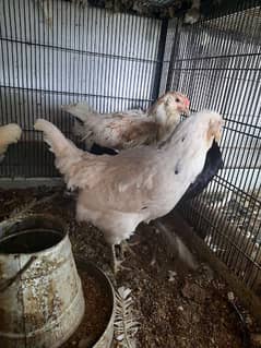 ameraucana hen blue eggs poultry