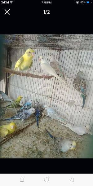 FULL SIZE AUSTRAILIAN PARROT FOR SALE 0