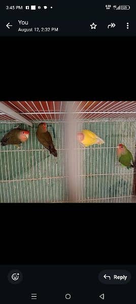 Cage and Birds for sale 1