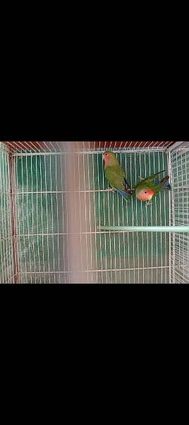 Cage and Birds for sale 2