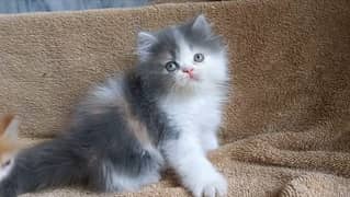 persian female kitten for sale