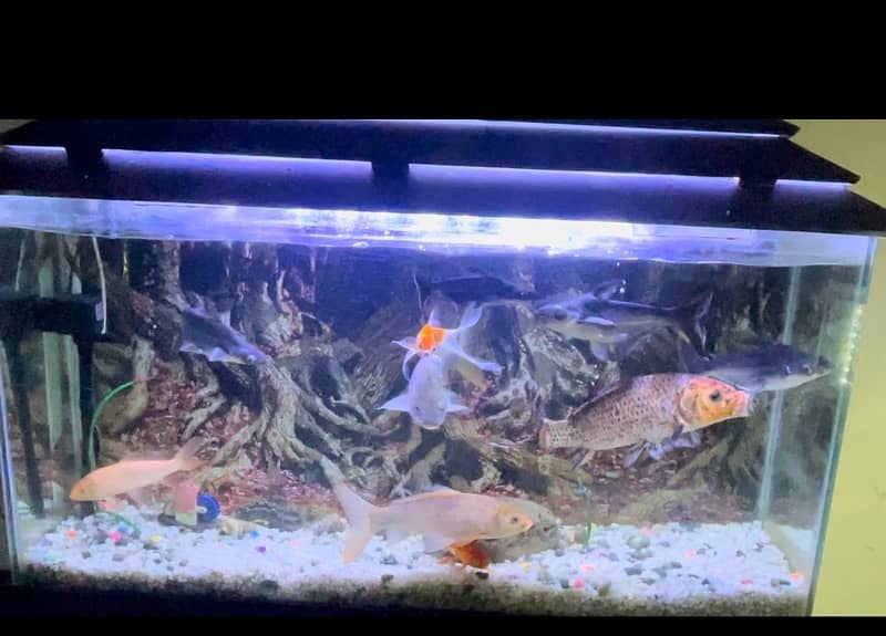 Goldfish, Blueline Shark and koi 2