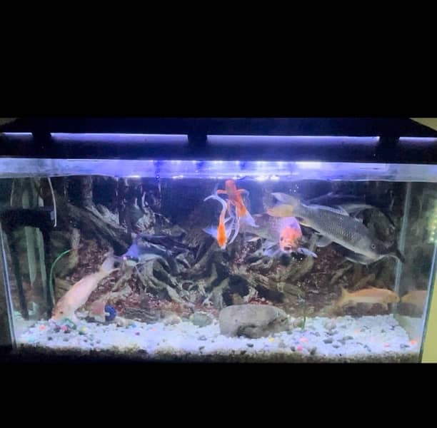 Goldfish, Blueline Shark and koi 3