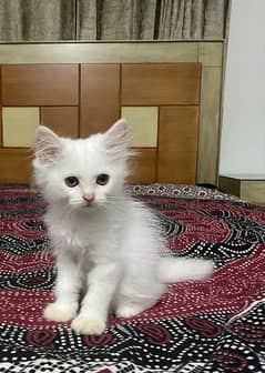 cat for sale Persian