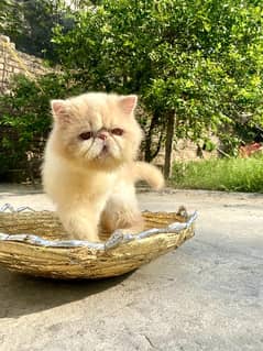 Persian Cat CFA male  Breeder