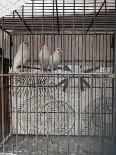 Ready to breed  available 
(White java rad eyes Albino