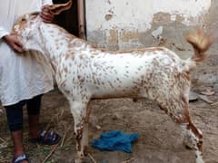 Makha Cheeni Bakra