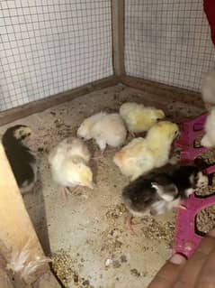 Heera crass chicks for sell