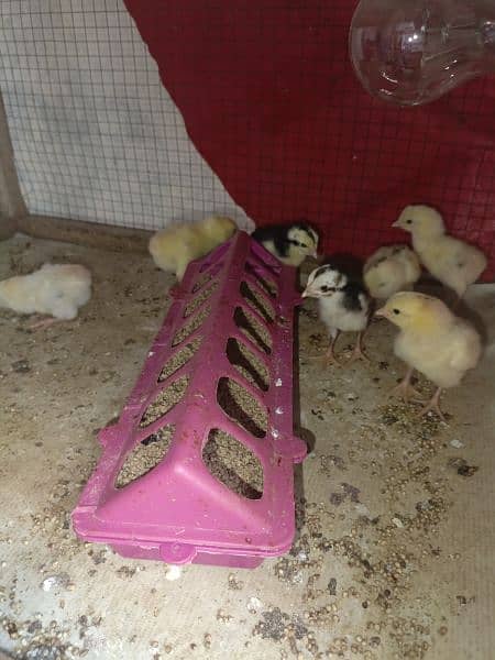 Heera crass chicks for sell 1