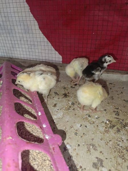 Heera crass chicks for sell 2