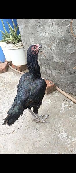 Heera crass chicks for sell 4