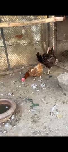 Egg laying desi hens