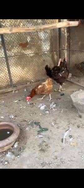 Egg laying desi hens 0