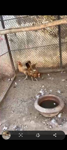 Egg laying desi hens 1