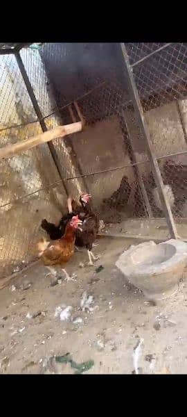 Egg laying desi hens 2