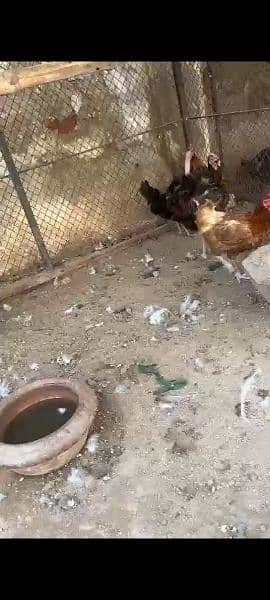 Egg laying desi hens 3