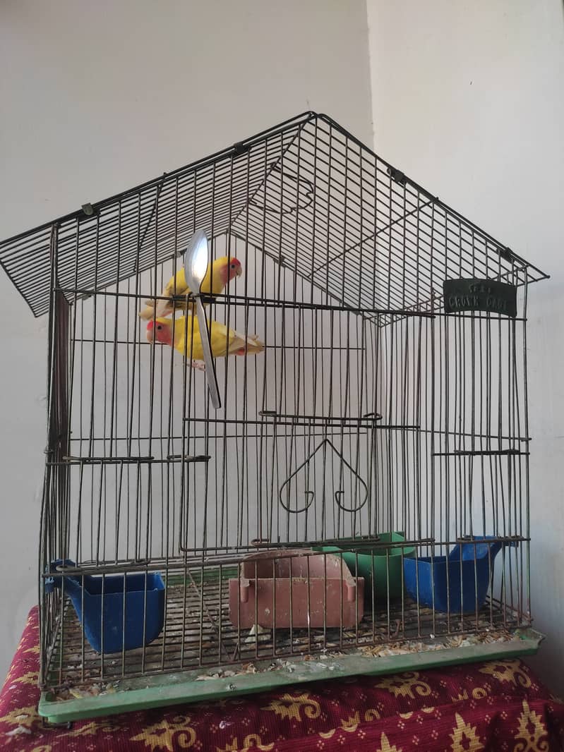 4 Australian birds with big cage and small cage 4